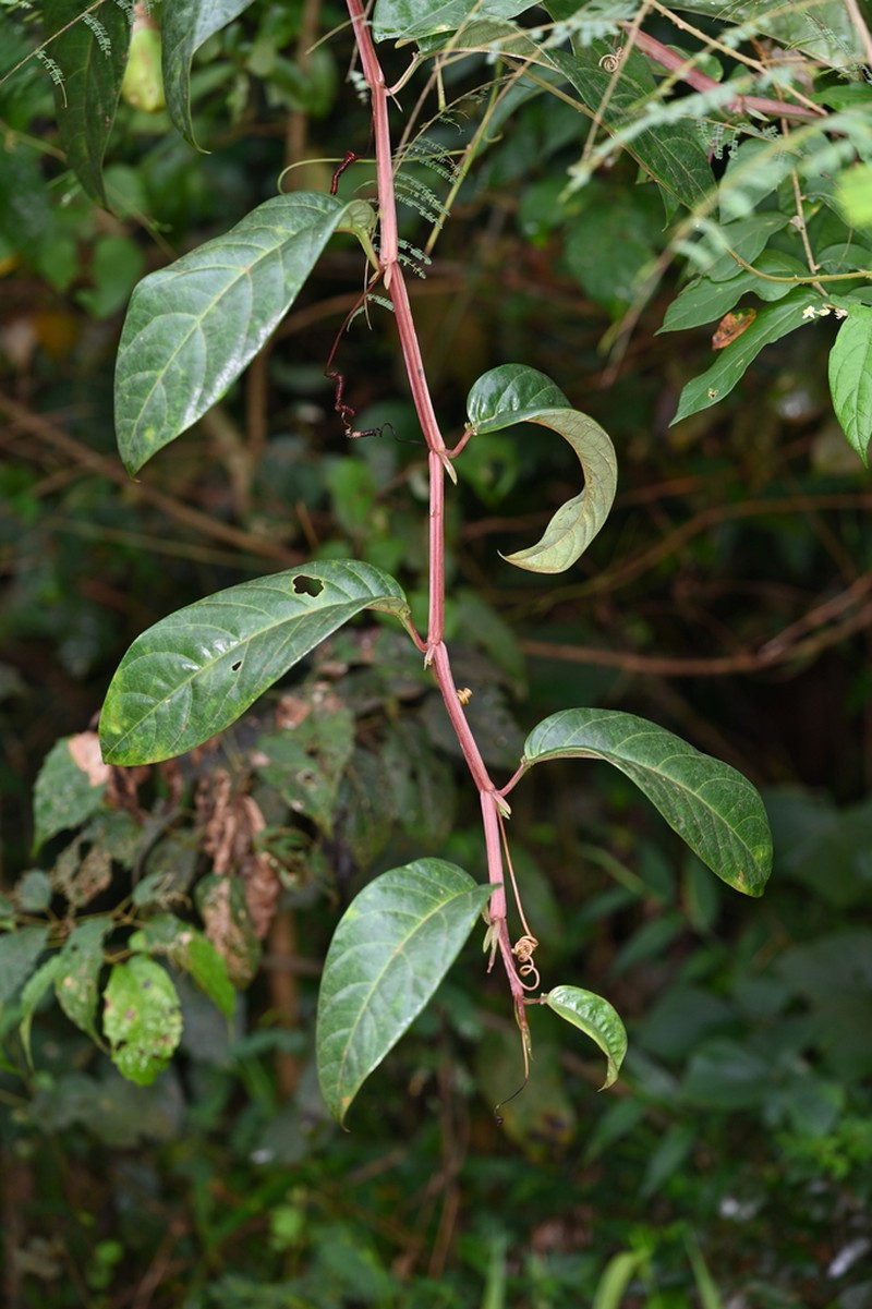 Passiflora carajasensis photo 3