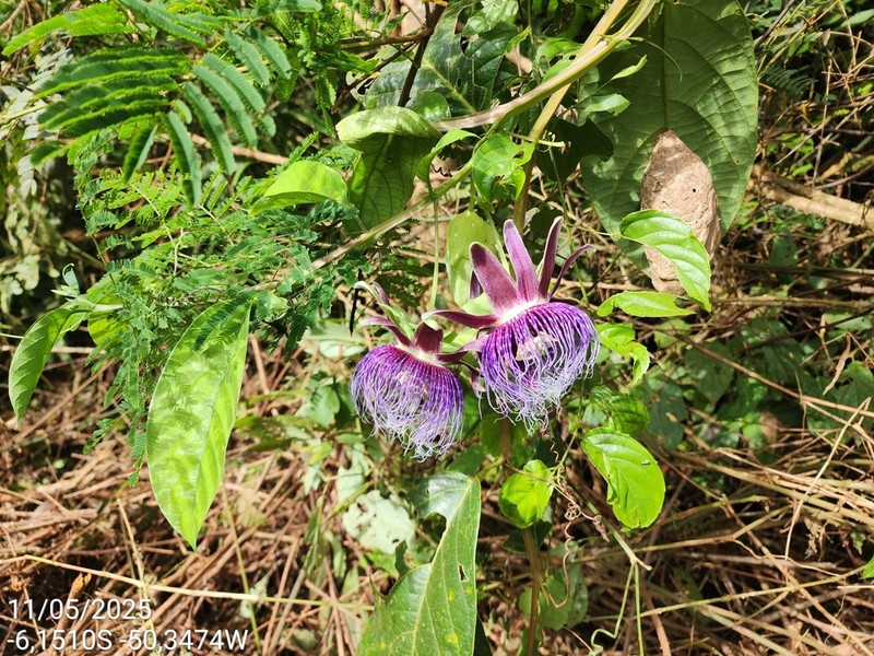 Passiflora carajasensis photo 4