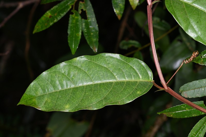 Passiflora carajasensis photo 5