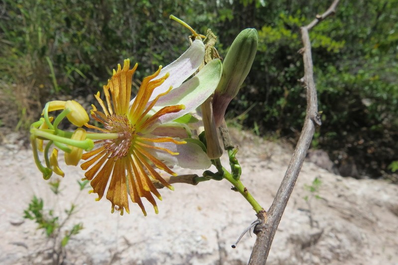 Passiflora cerradensis