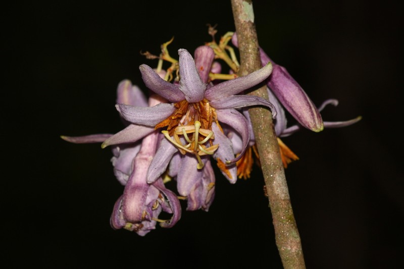 Passiflora cerradensis photo 2