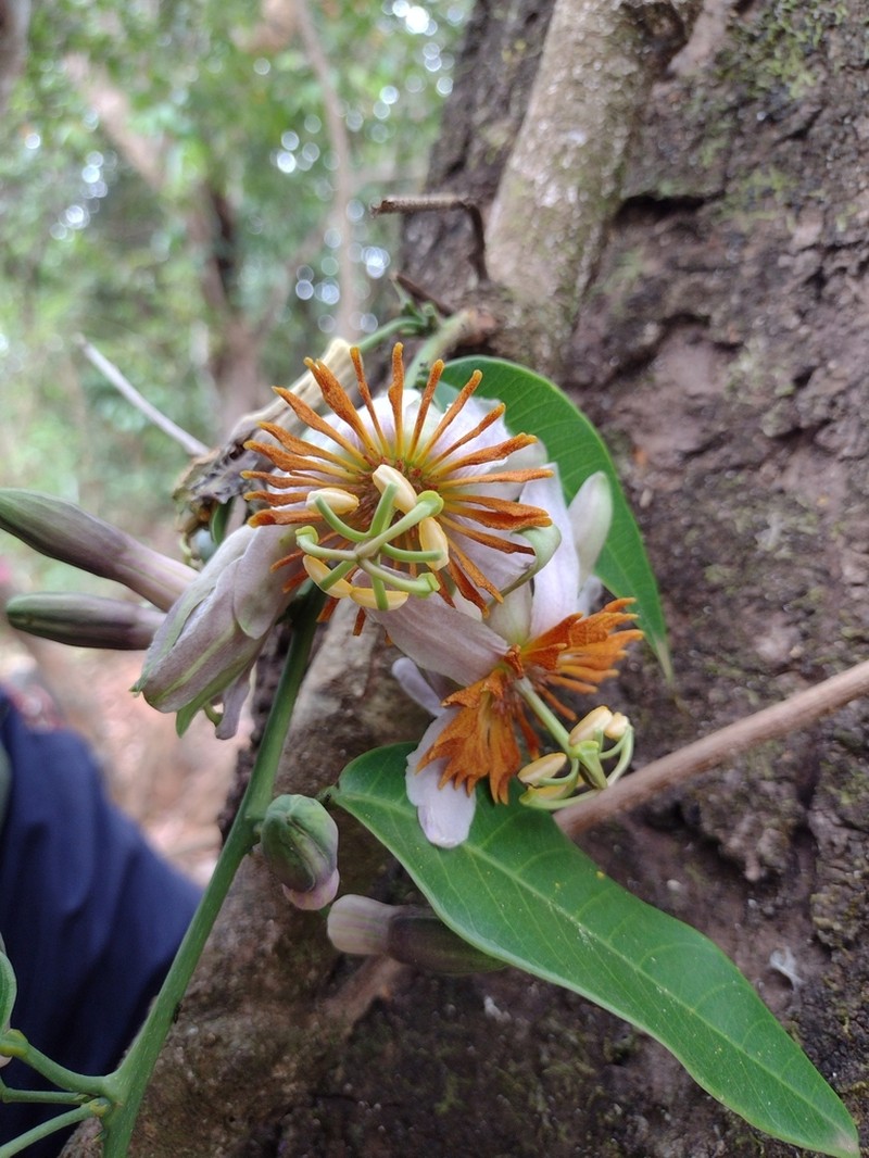 Passiflora cerradensis photo 3