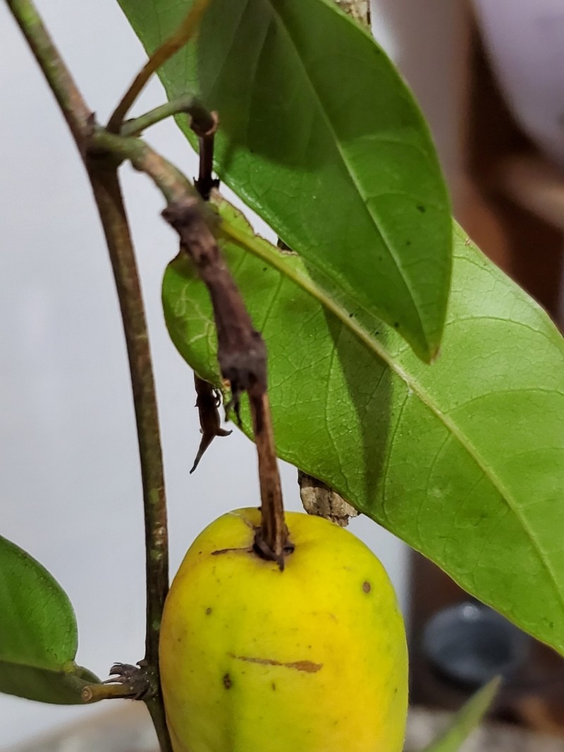 Passiflora cerradensis photo 4