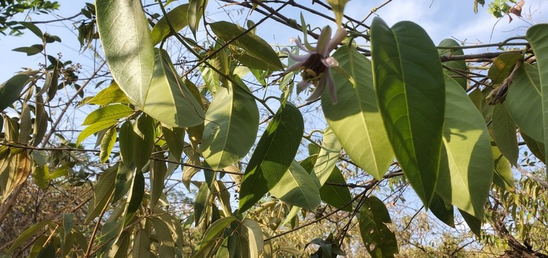 Passiflora cerradensis photo 5