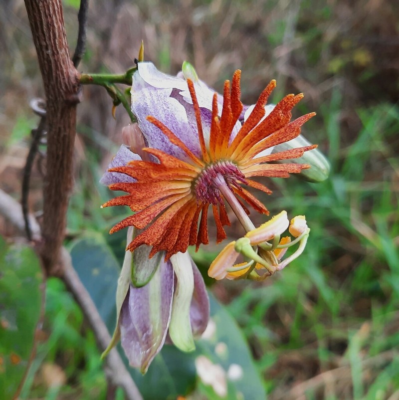 Passiflora cerradensis photo 6