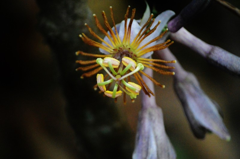 Passiflora cerradensis photo 7