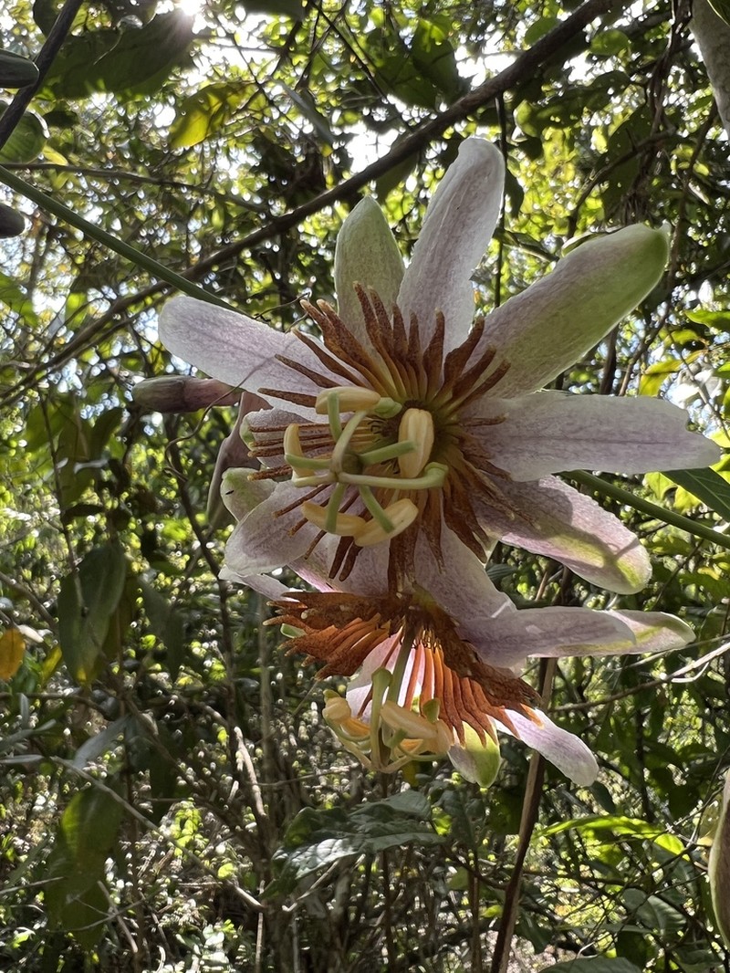 Passiflora cerradensis photo 8