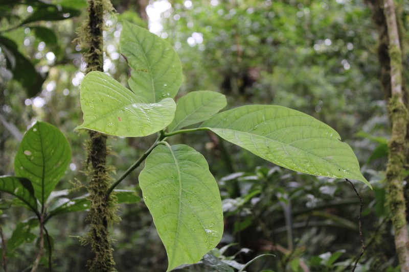Passiflora chimuensis