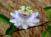 Fringed Passionflower
