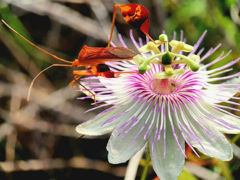 Fringed Passionflower photo 2