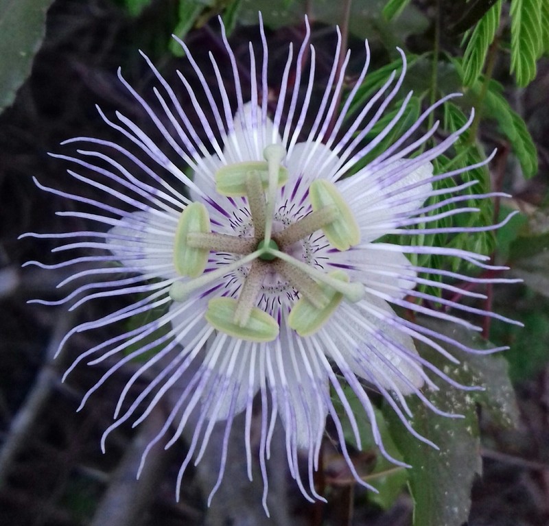 Fringed Passionflower photo 3