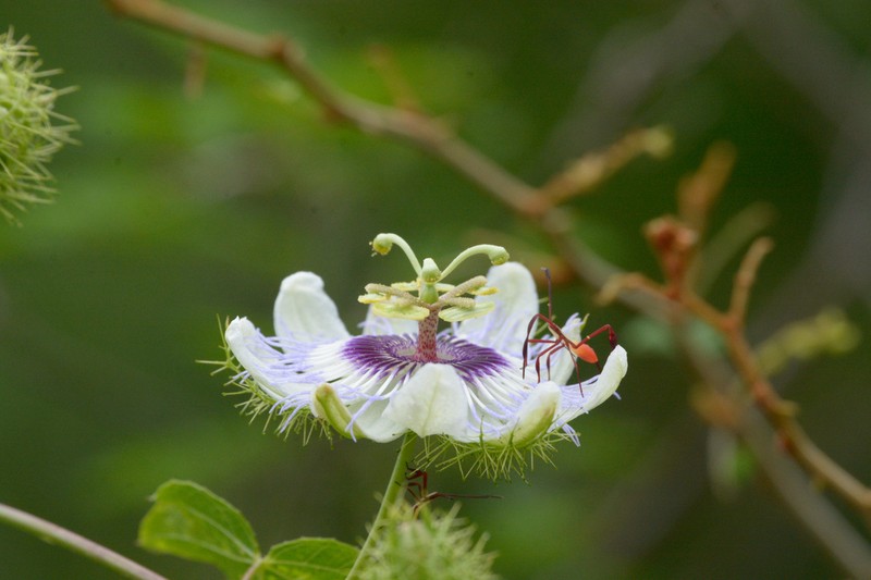 Fringed Passionflower photo 4