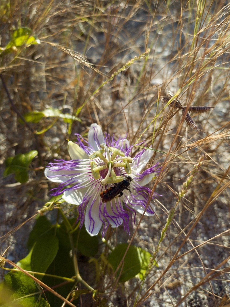 Fringed Passionflower photo 5