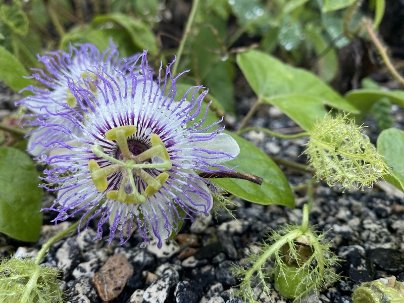 Fringed Passionflower photo 6