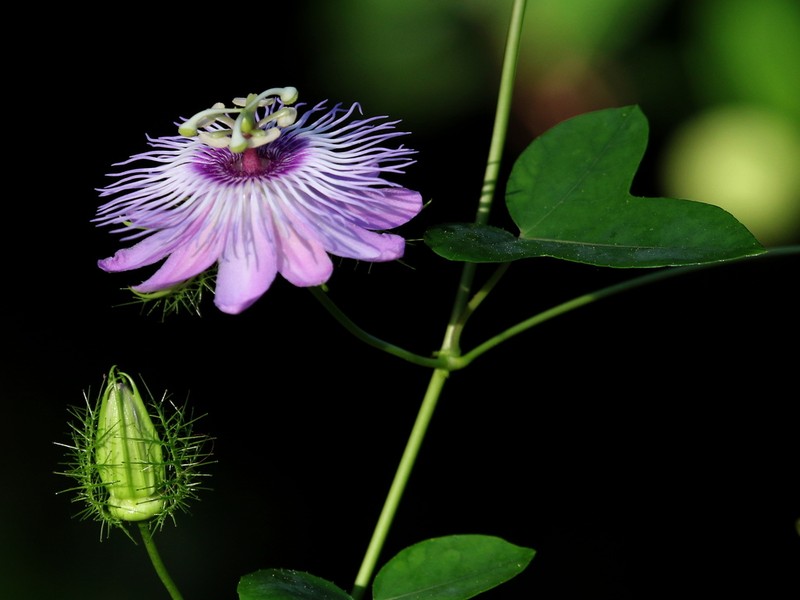 Fringed Passionflower photo 7