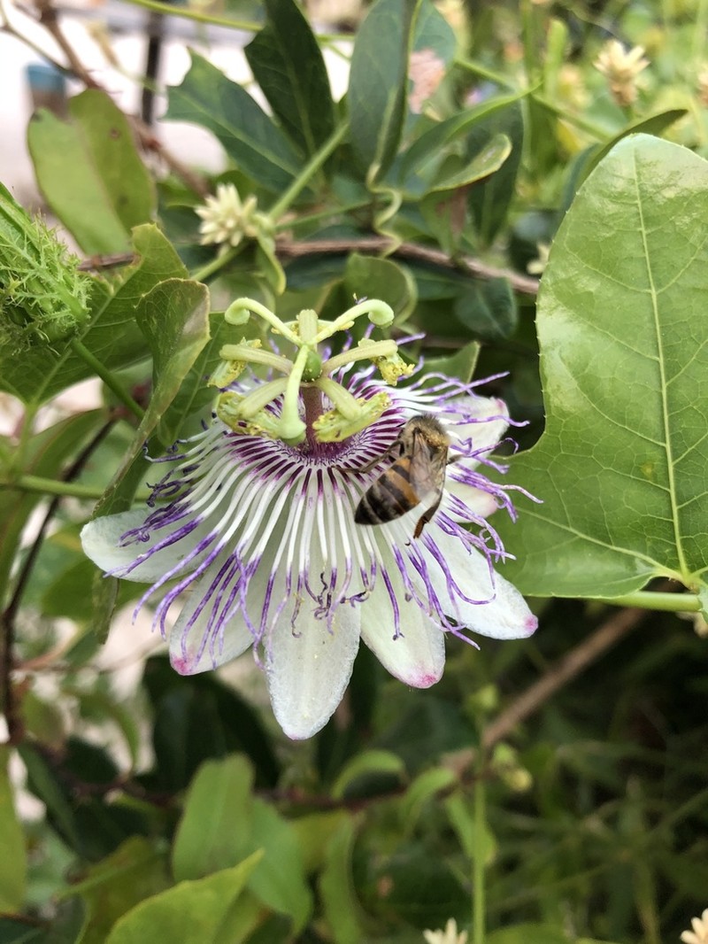 Fringed Passionflower photo 8
