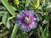 Crato Passionvine