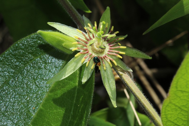 Passiflora cobanensis subsp. brevipes