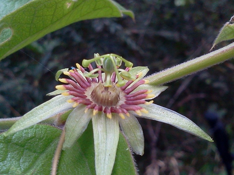 Passiflora cobanensis subsp. brevipes photo 2
