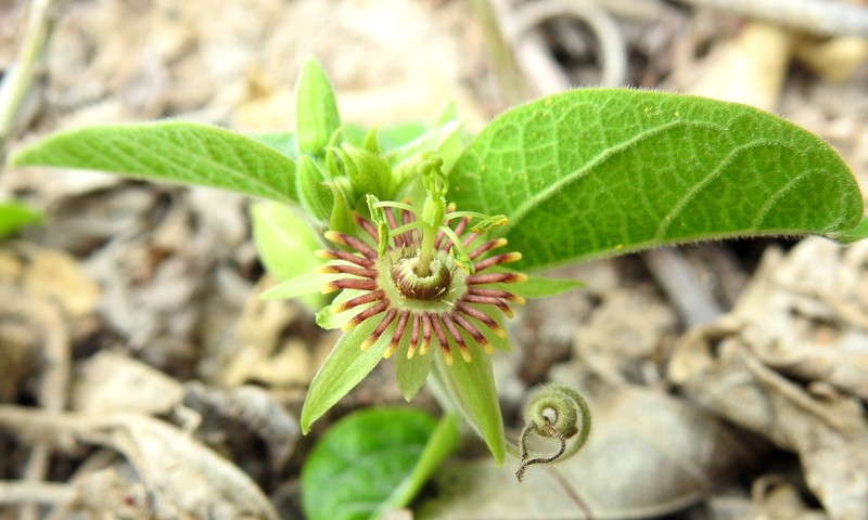 Passiflora cobanensis subsp. brevipes photo 3