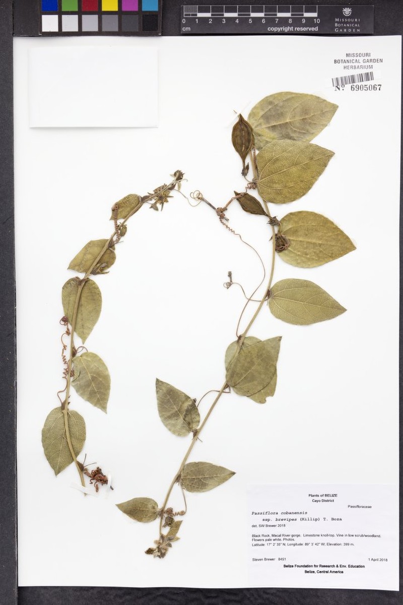 Passiflora cobanensis subsp. brevipes photo 4