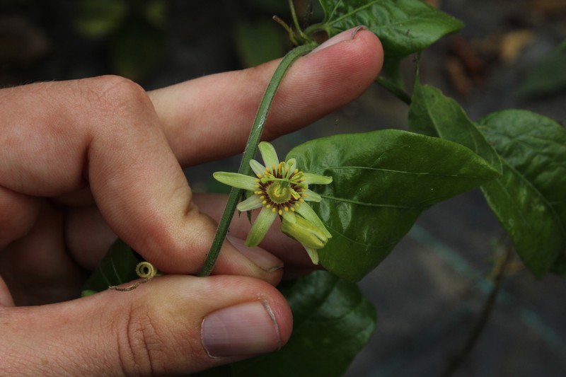 Passiflora cobanensis subsp. cobanensis