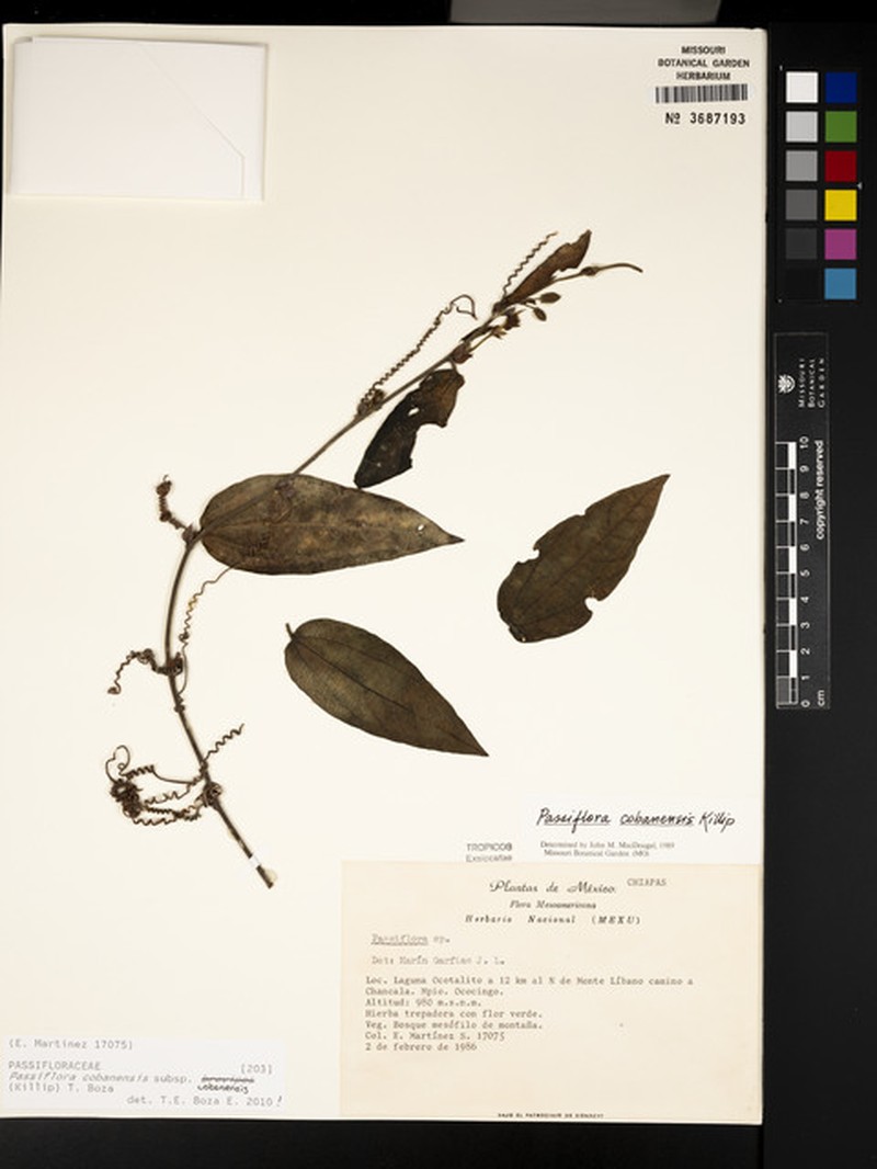 Passiflora cobanensis subsp. cobanensis photo 2
