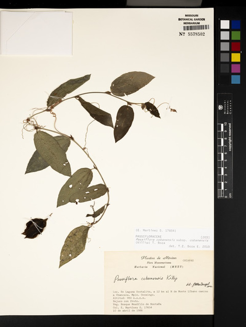 Passiflora cobanensis subsp. cobanensis photo 3