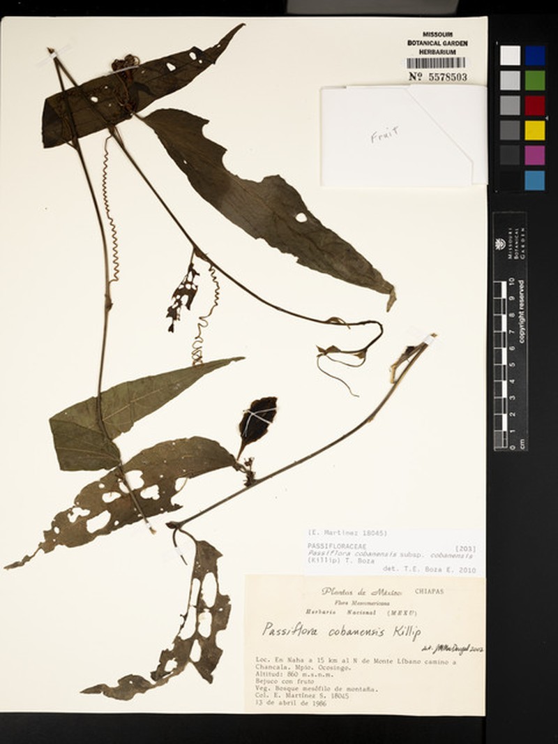 Passiflora cobanensis subsp. cobanensis photo 4