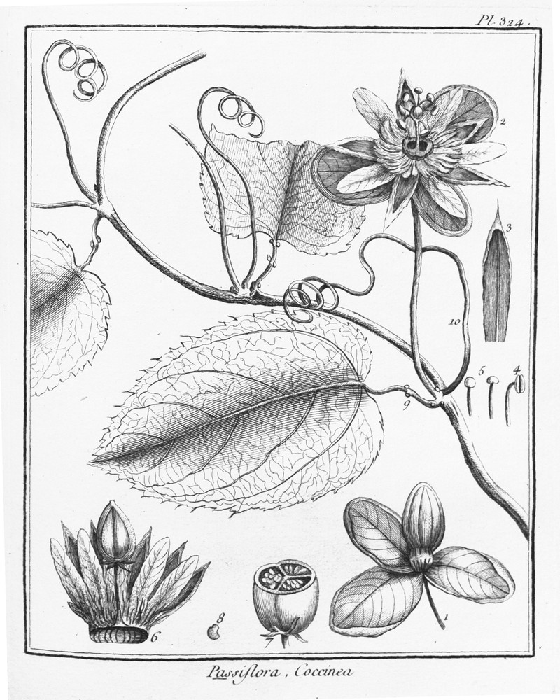 Scarlet Passionflower photo 2