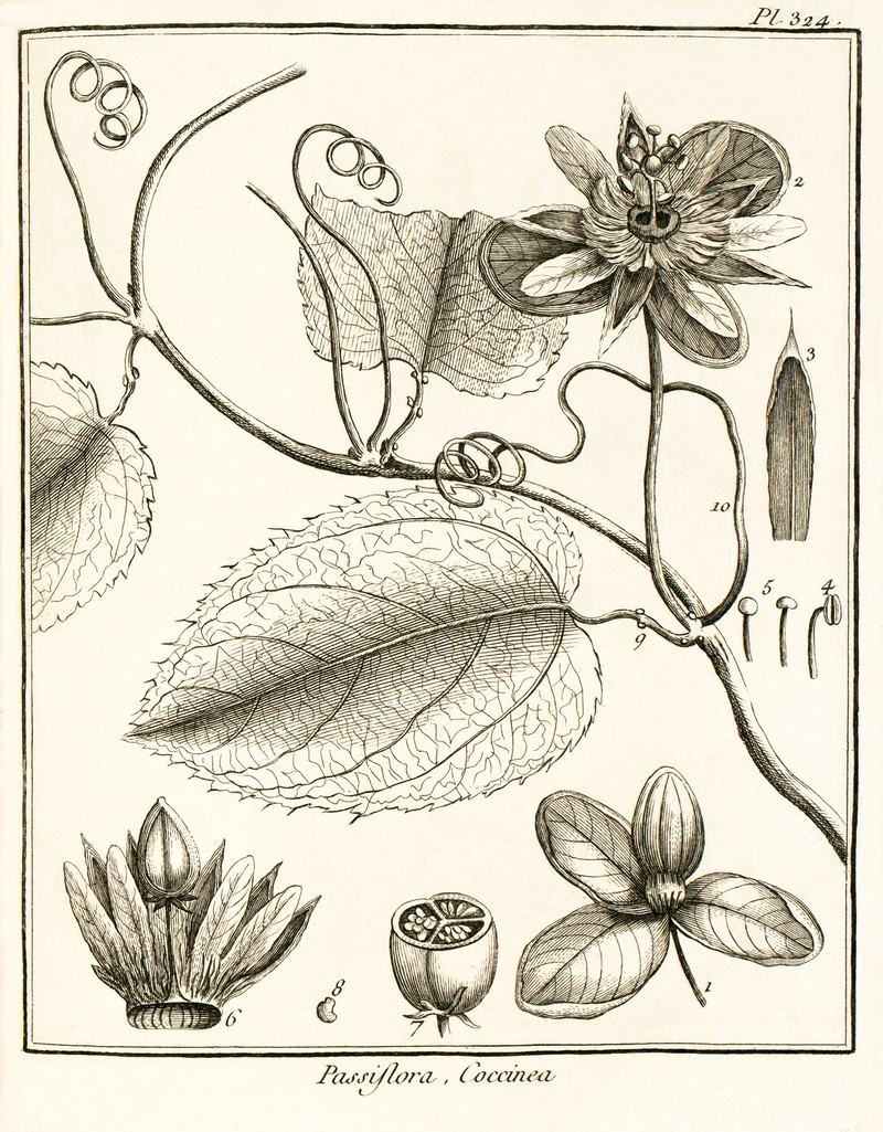 Scarlet Passionflower photo 3