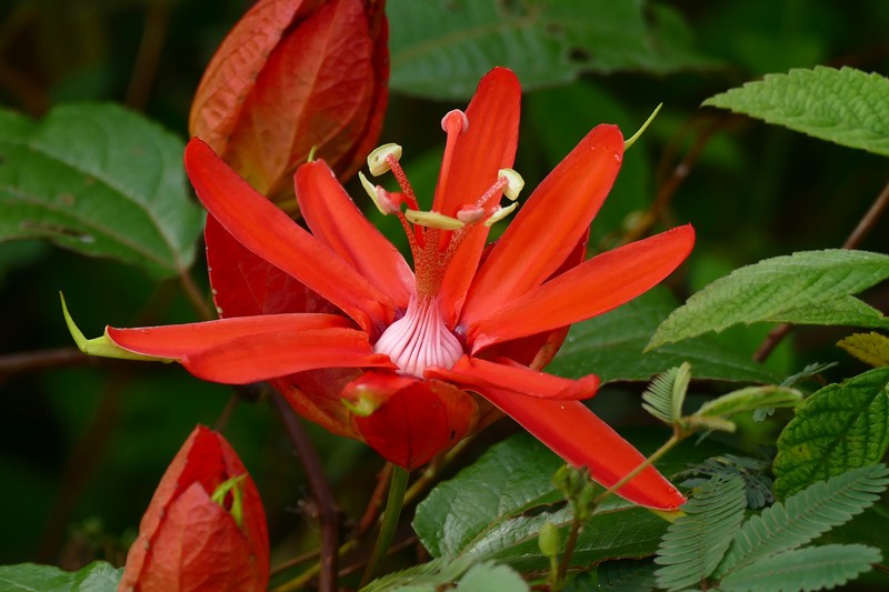 Scarlet Passionflower
