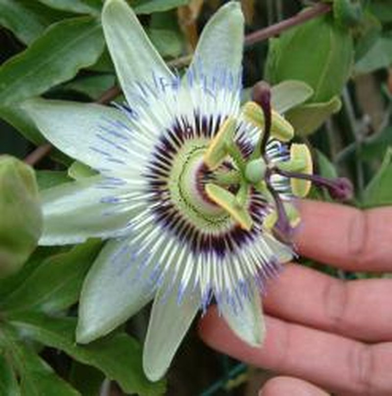 Scarlet Passionflower photo 4