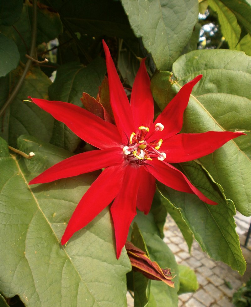 Scarlet Passionflower photo 6