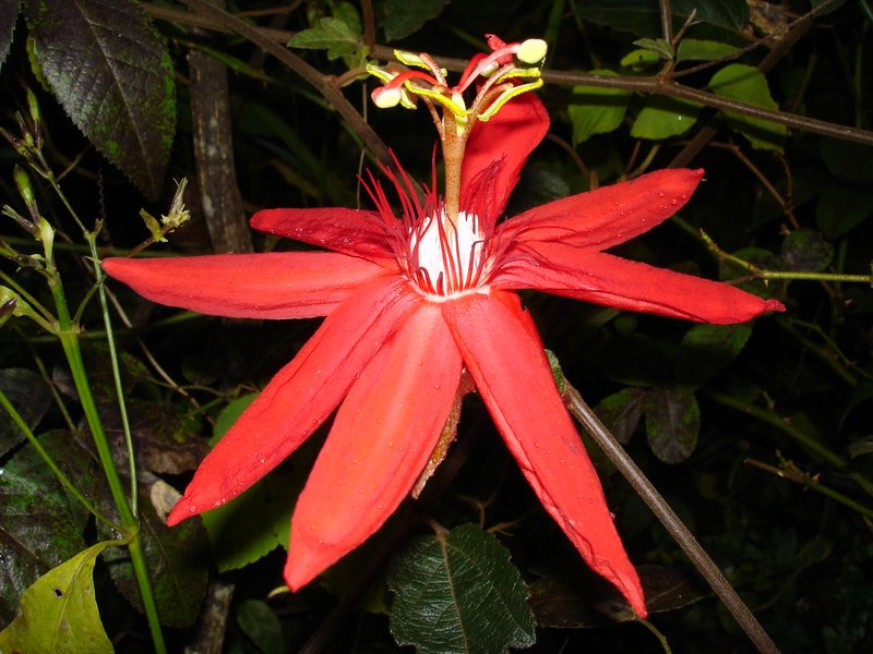 Scarlet Passionflower photo 7