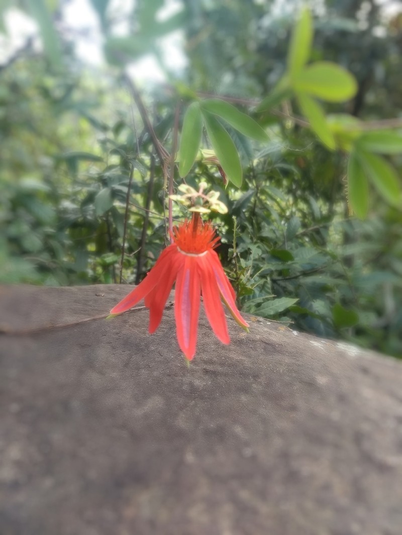 Passiflora cocuyensis