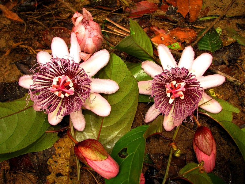 Passiflora coloranigra photo 2