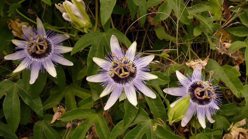 Colville's Passionflower