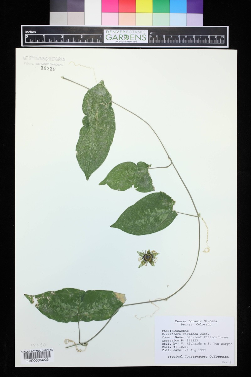 Passiflora cubensis subsp. cubensis photo 2
