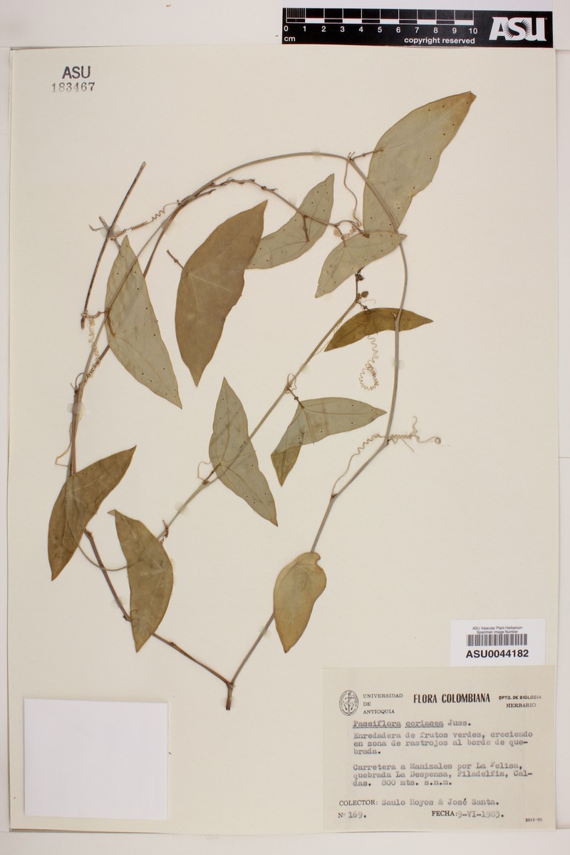 Passiflora cubensis subsp. cubensis photo 4