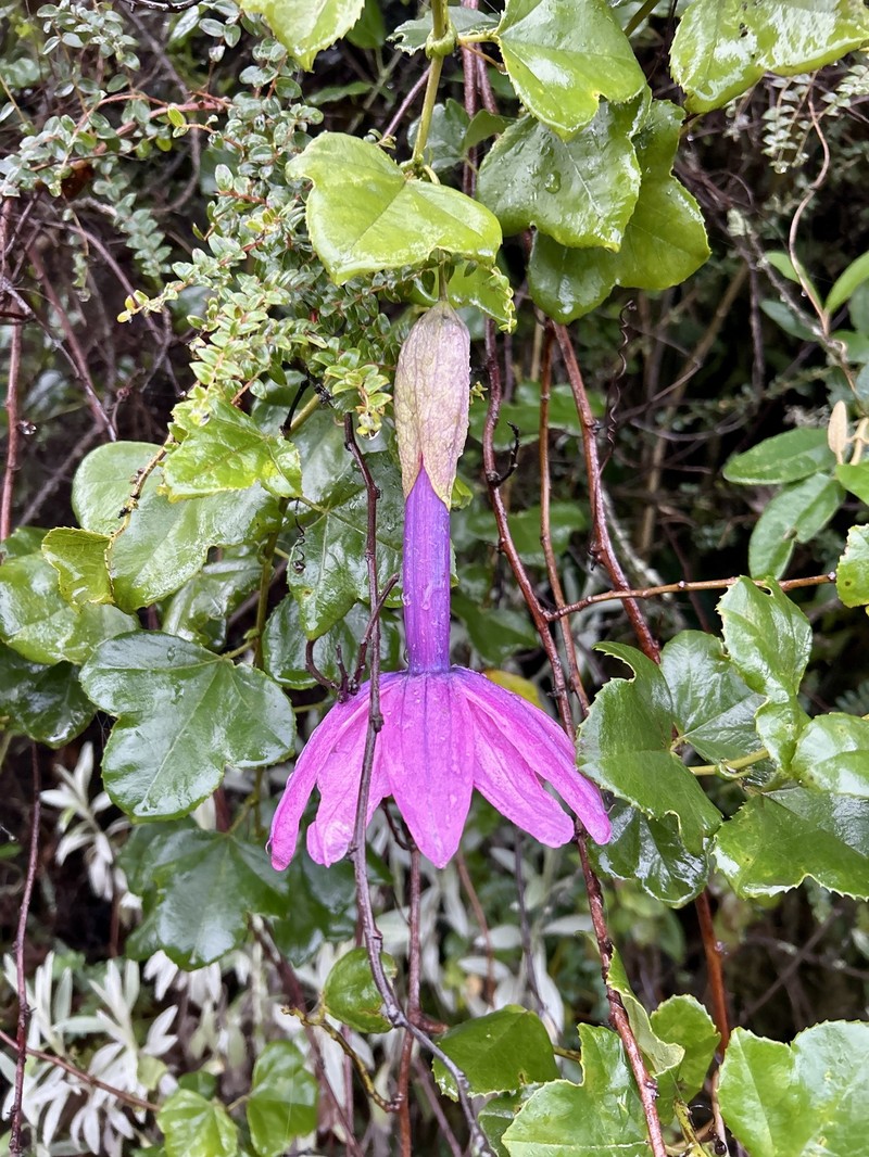Passiflora cumbalensis var. cumbalensis
