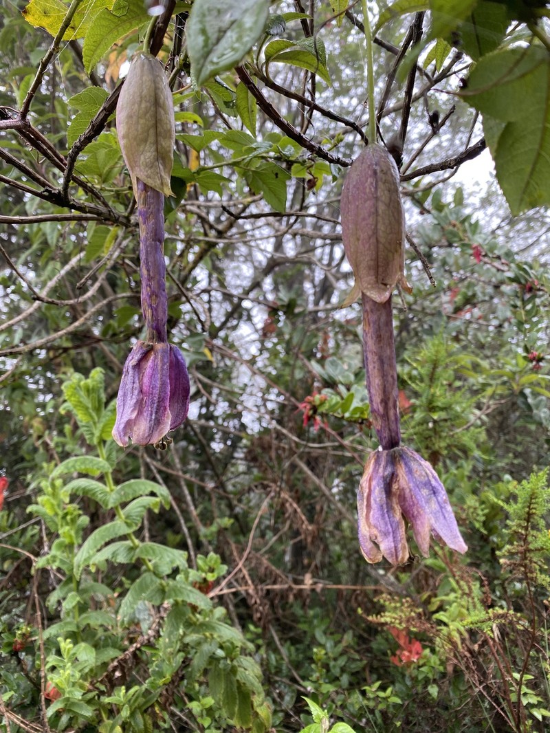 Passiflora cumbalensis var. cumbalensis photo 2