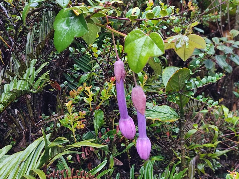 Passiflora cumbalensis var. cumbalensis photo 3