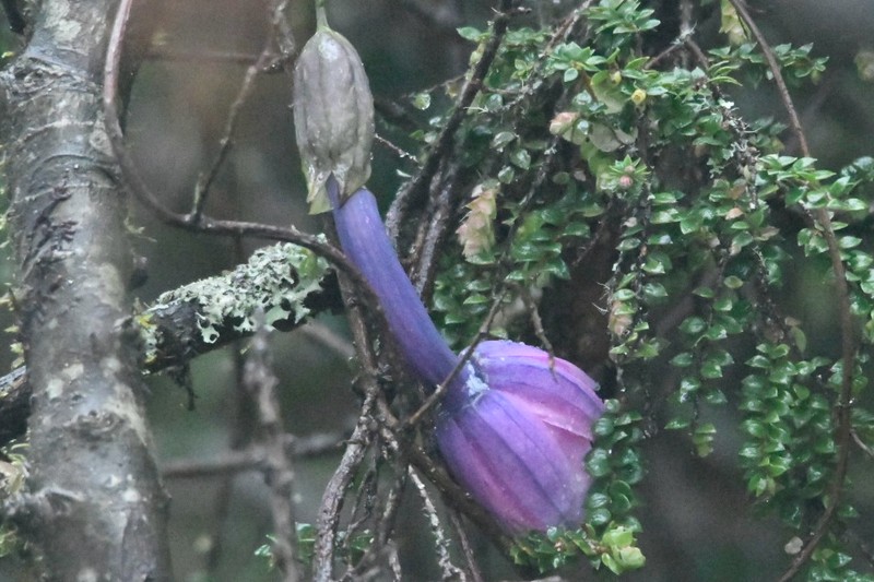 Passiflora cumbalensis var. cumbalensis photo 4