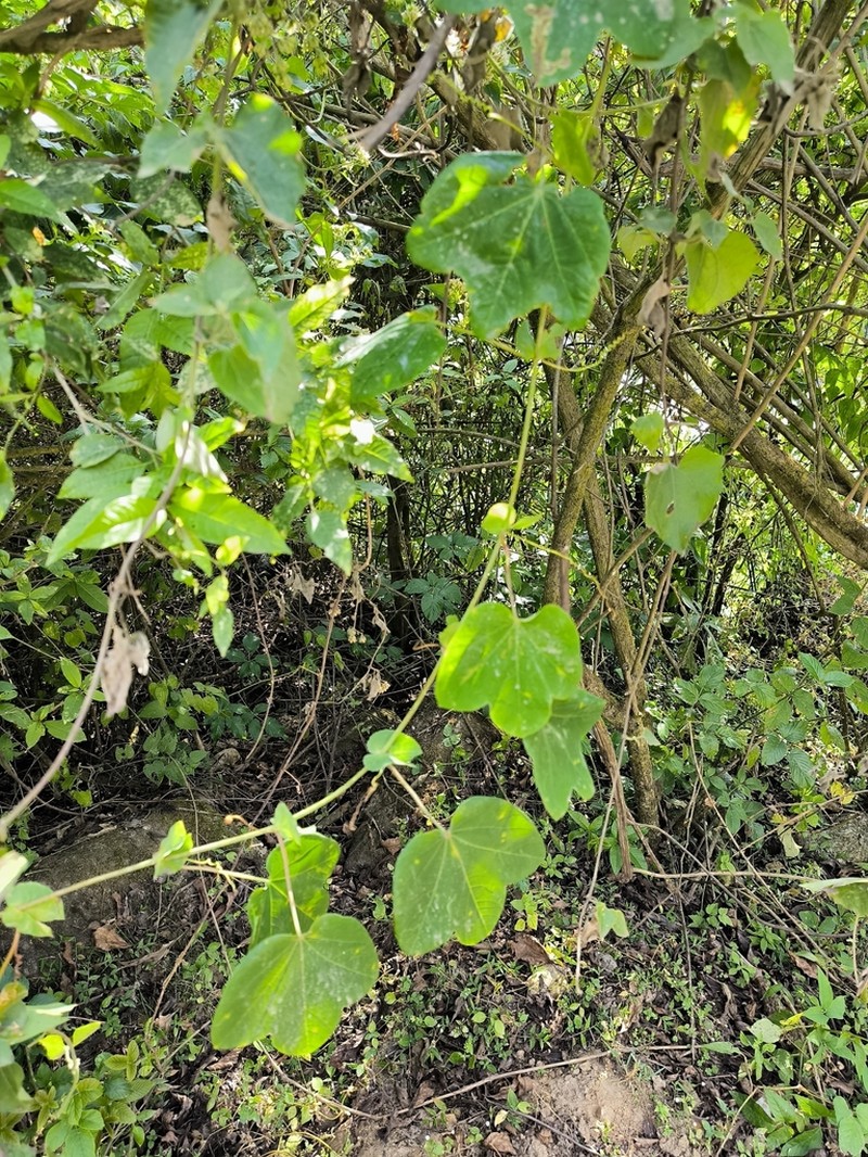 Passiflora dorisiae