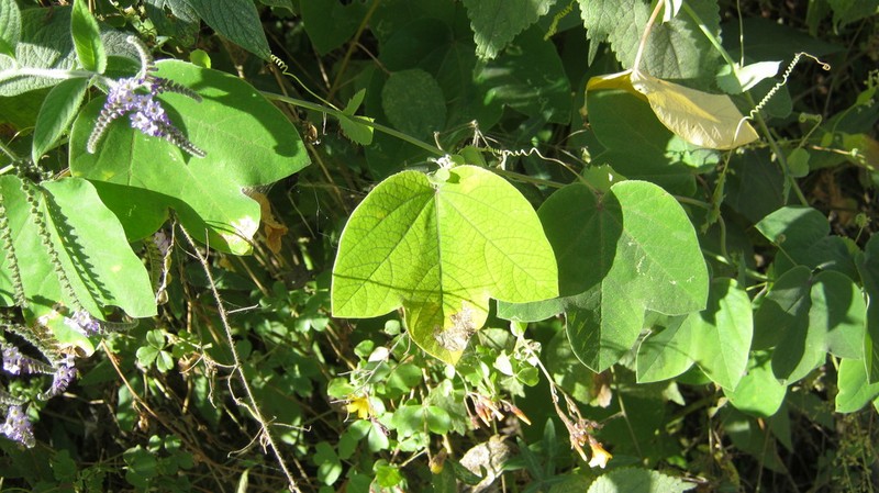 Passiflora dorisiae photo 2