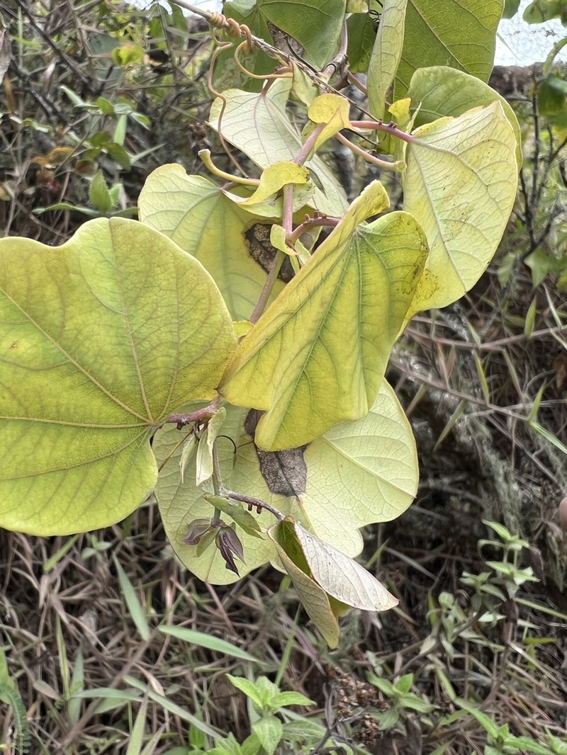 Passiflora dorisiae photo 3