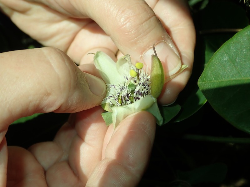 Passiflora dorisiae photo 5