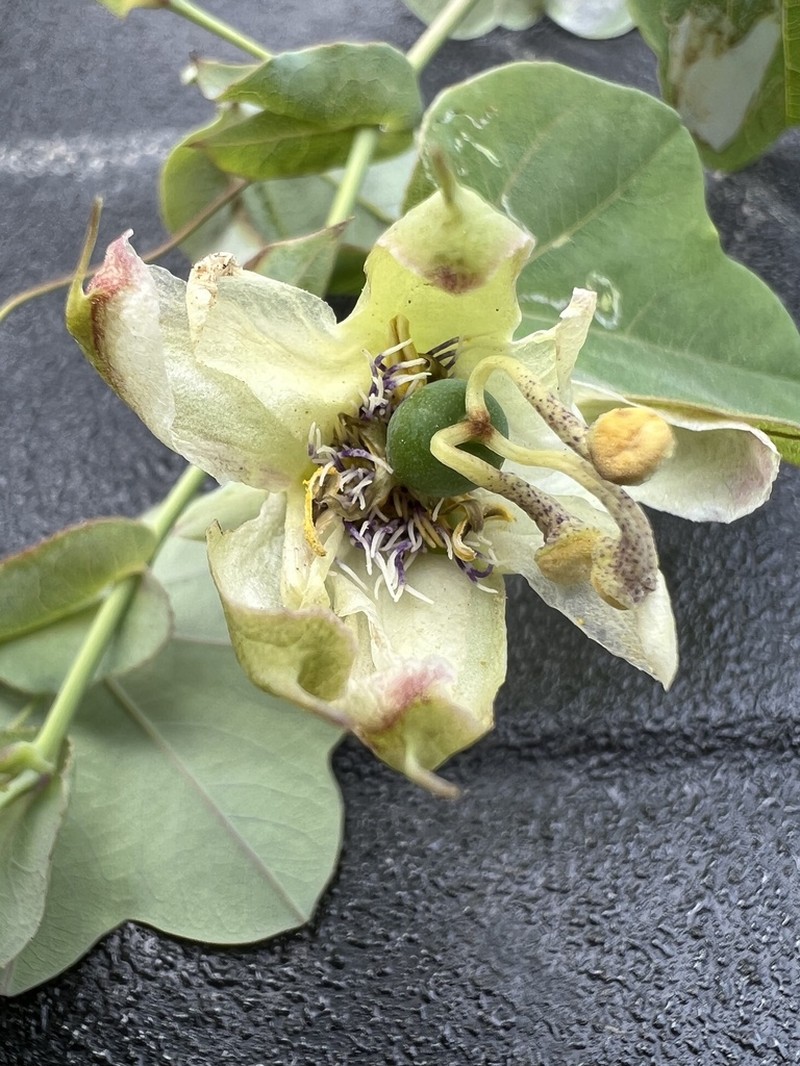 Passiflora dorisiae photo 7