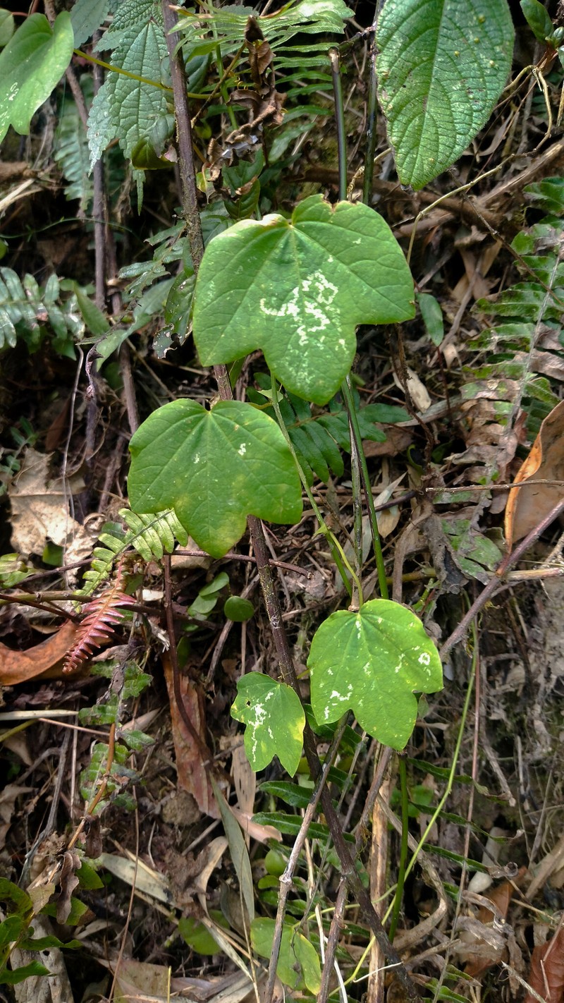 Passiflora dorisiae photo 8